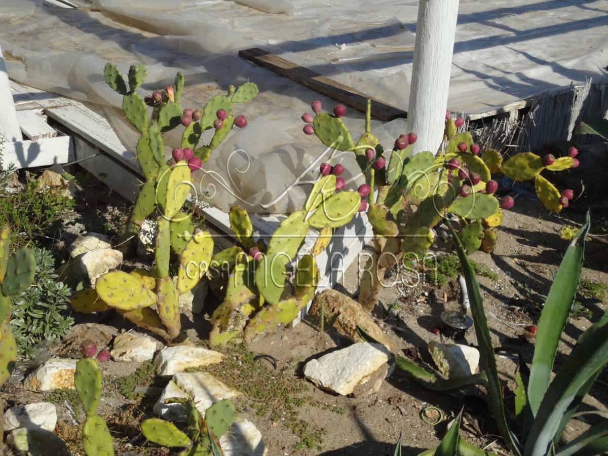 فيلا Casa Angela Rosa كاروفينيو المظهر الخارجي الصورة